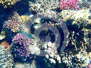 Wrasse with red stripes over yellow coral reef