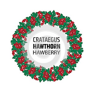 Wreath of autumn hawthorn berries. Crataegus or haw ornament.
