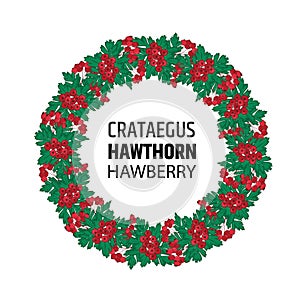 wreath of autumn hawthorn berries. Crataegus or haw ornament.