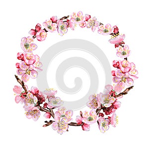 Wreath from blossoming apple-tree isolated on white background