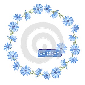 Wreath of blue chicory flowers. Copy space for design. Isolated on white background