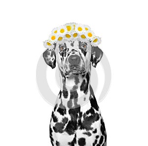 Wreath of chamomile flowers on the head of a dog