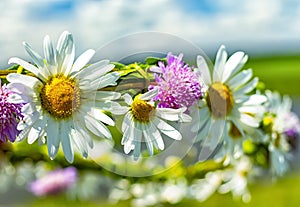 Wreath of daisies and clover