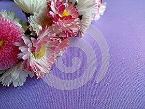 Wreath of daisies on a lilac background