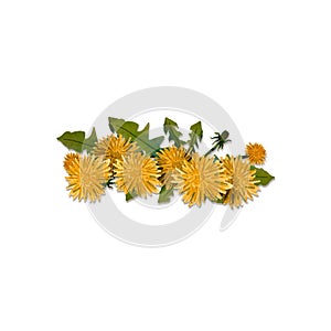 A wreath of dandelions on a white background. Watercolor illustration of meadow plants. Wild flower with leaves. Summer herbs.