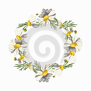 Wreath of field daisies on a white background.