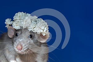 A wreath of flowers on the head of a gray rat animal, a cute pet rat in white flowers on a blue background