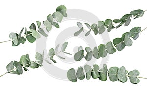 Wreath frame made of branches eucalyptus and leaves isolated on white background. photo