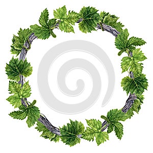 Wreath with green grape leaves on old grape vine branch. Watercolor illustration isolated on white background. Hand drawn natural