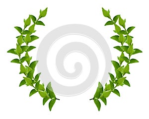 Wreath from Green leaves