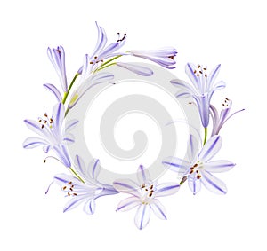 Wreath from little purple flowers isolated on white