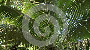 Wreath of palm oil tree. Palm oil plantation in Ecuador, South America.