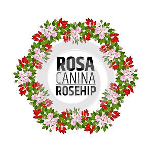 wreath of rose hips. Decorative element with briar ornament
