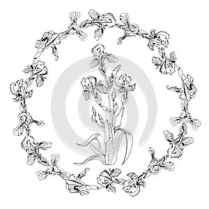 Wreath of single buds of iris flowers and boquet of irises. Hand drawn ink sketch. Set of monochrome objects