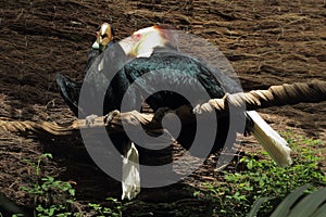 Wreathed hornbill