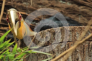 Wreathed hornbill