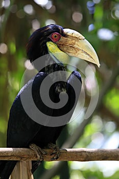 Wreathed Hornbill photo