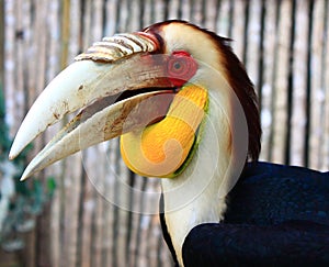 Wreathed Hornbill
