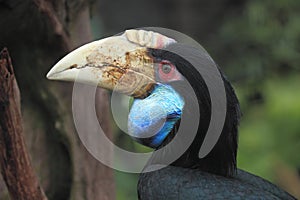 Wreathed hornbill