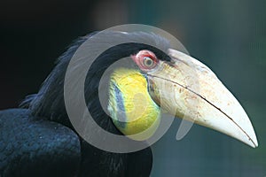 Wreathed hornbill photo