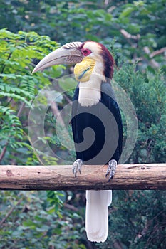 wreathed hornbill