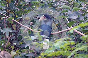 wreathed hornbill