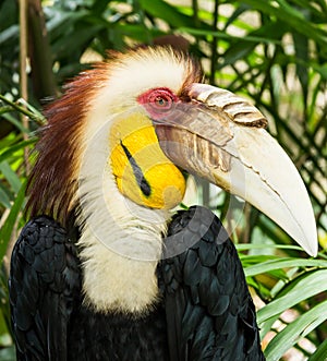 Wreathed hornbill