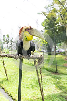 Wreathed Hornbill