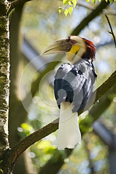 Wreathed Hornbill