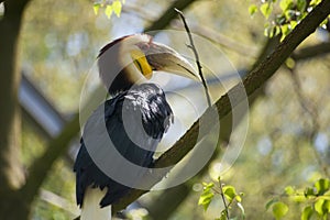 Wreathed Hornbill