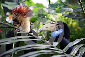 Wreathed Hornbill