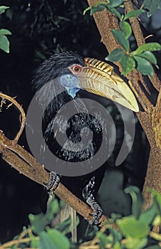 Wreathed Hornbill, aceros undulatus, Female standing on Branch photo