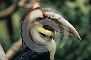 Wreathed Hornbill, aceros undulatus, Portrait of Male