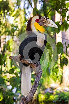 Wreathed Hornbill bird in Bali Island Indonesia