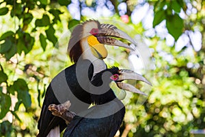 Wreathed Hornbill bird in Bali Island Indonesia