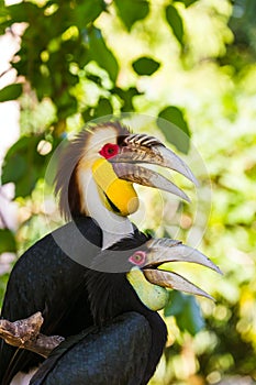 Wreathed Hornbill bird in Bali Island Indonesia photo