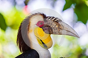 Wreathed Hornbill bird in Bali Island Indonesia