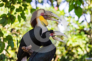 Wreathed Hornbill bird in Bali Island Indonesia photo