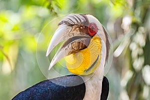 Wreathed Hornbill in the bird park of Bali island