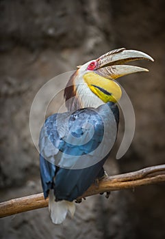 Wreathed Hornbill Bird Rhyticeros undulatus