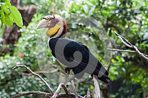 Wreathed hornbill, an exotic bird in Bali bird park.