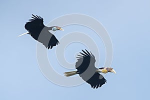 Wreathed hornbill flying in natural forest