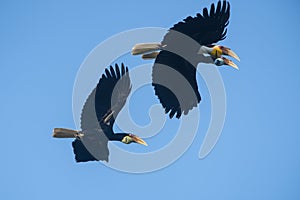 Wreathed hornbill flying in natural forest