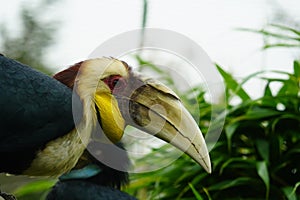Wreathed Hornbill looking out