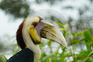 Wreathed hornbill looking out at the world