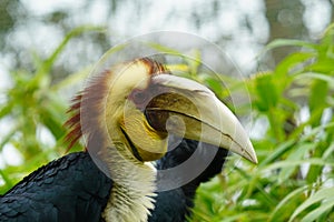 Wreathed hornbill looking out at the world