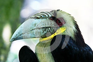 Wreathed Hornbill Rhyticeros Undulatus