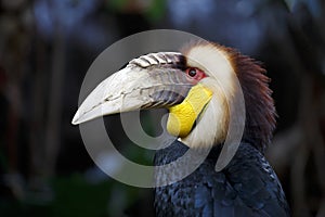 Wreathed hornbill Rhyticeros undulatus