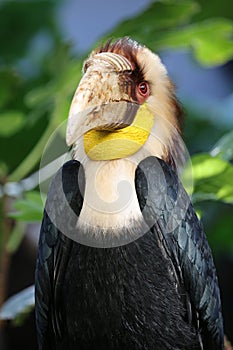 The wreathed hornbill (Rhyticeros undulatus)