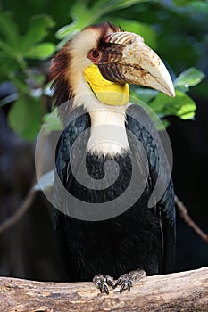 The wreathed hornbill (Rhyticeros undulatus)